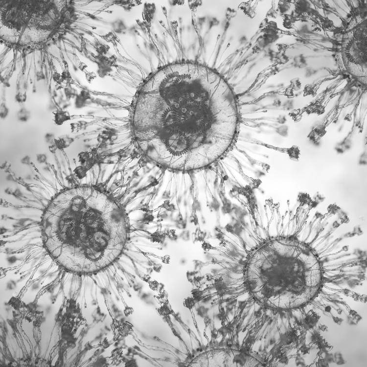 Vaccine research microscopy